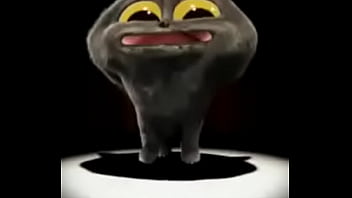 Gato cantor Gato cantor