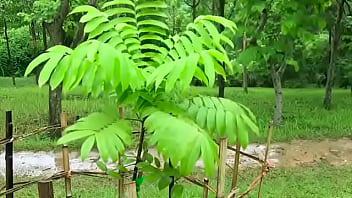 Natural sounds Natural sounds