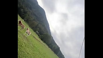 Dancing next to some beautiful horses outdoors what's your favorite way to connect with nature #dancing #outd