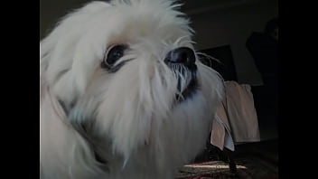 fabswingers dogging videos