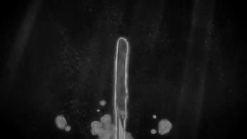 Pega pega dos titan safados