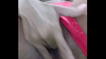 Novissima figueiredo am