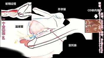 Sissy Anatomy thumbnail