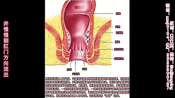Sissy anatomy