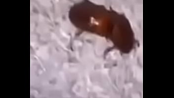 Lol studio productions