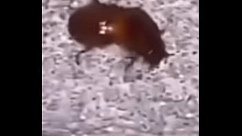 Lol studio productions