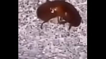 Lol studio productions