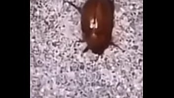 Lol studio productions