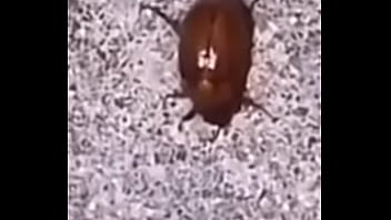 Lol studio productions