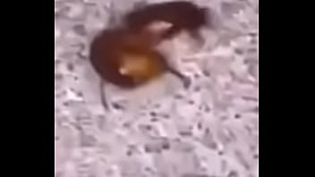 Lol studio productions