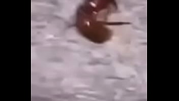 Lol studio productions