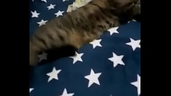 Videoclip verificare