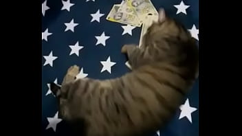 Videoclip verificare