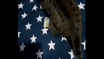 Videoclip verificare