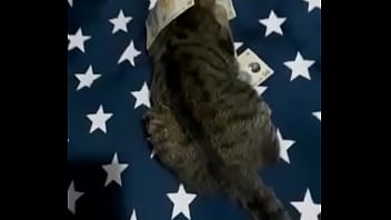 Videoclip verificare