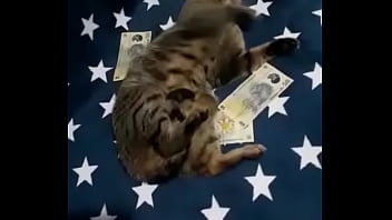 Videoclip verificare