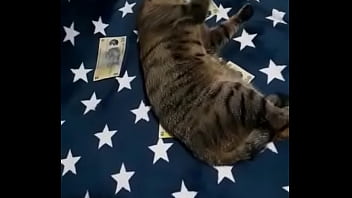 Videoclip verificare