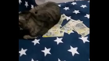 Videoclip verificare