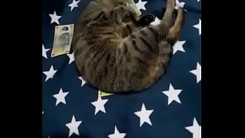 Videoclip verificare