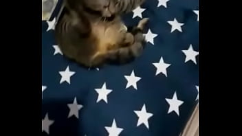 Videoclip verificare