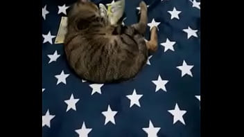 Videoclip verificare