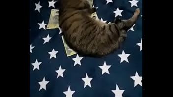 Videoclip verificare