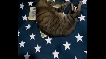 Videoclip verificare