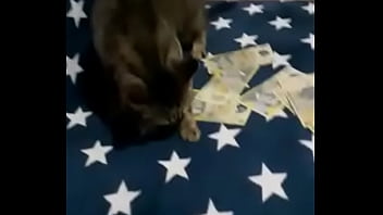 Videoclip verificare