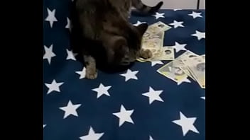 Videoclip verificare