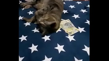 Videoclip verificare