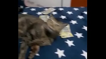 Videoclip verificare