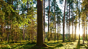 Morning wood crypto powers all to the largest moonshot known to all of mankind