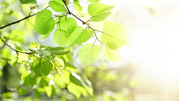 Morning wood crypto powers all to the largest moonshot known to all of mankind Morning wood crypto powers all to the largest moonshot known to all of mankind