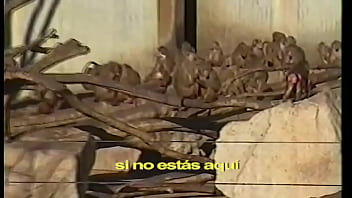 C tangana nunca estoy video oficial