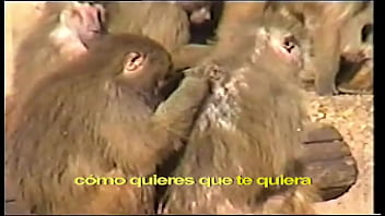 C tangana nunca estoy video oficial