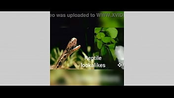 My content my videos