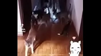 Prima safada doida porsexo