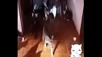 Prima safada doida porsexo