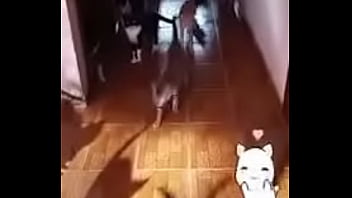 Prima safada doida porsexo