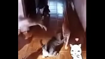 Prima safada doida porsexo