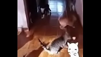 Prima safada doida porsexo