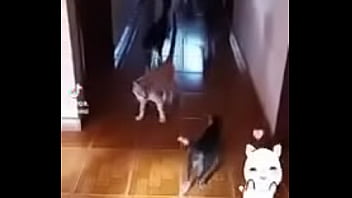 Prima safada doida porsexo