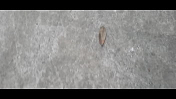 Novinho safado tá vindo com tudo veja a seguir