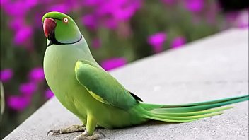 Is video ko jarur dekhe aankhe khol dene wal ye video bahut sundar hai