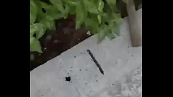 Gretala senza slip davanti il giardiniere