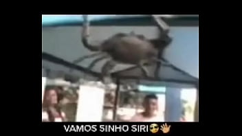 Senhor siri fazendo flexões enquanto narrador fala