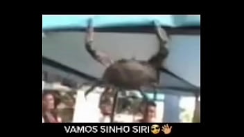 Senhor siri fazendo flexões enquanto narrador fala