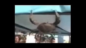 Senhor siri fazendo flexões enquanto narrador fala