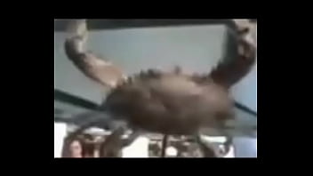 Senhor siri fazendo flexões enquanto narrador fala