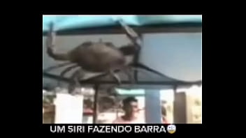 Senhor siri fazendo flexões enquanto narrador fala Senhor siri fazendo flexões enquanto narrador fala